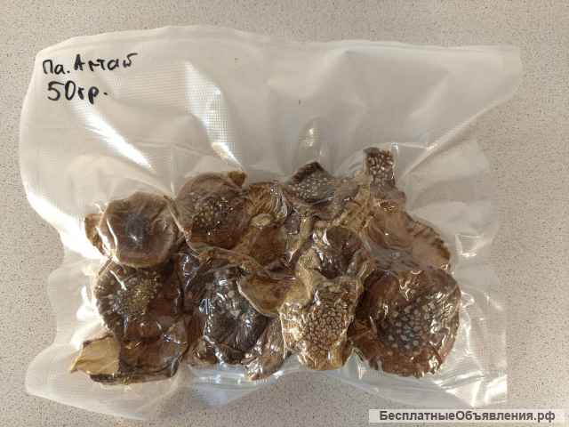 Пантерные мухоморы в Челябиснке