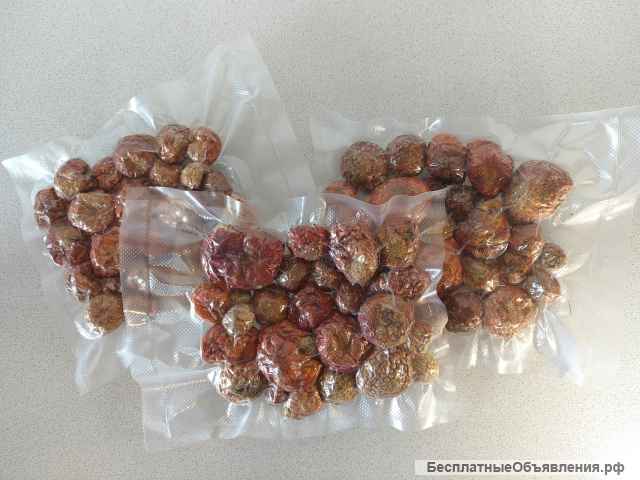 Пантерные мухоморы в Челябиснке