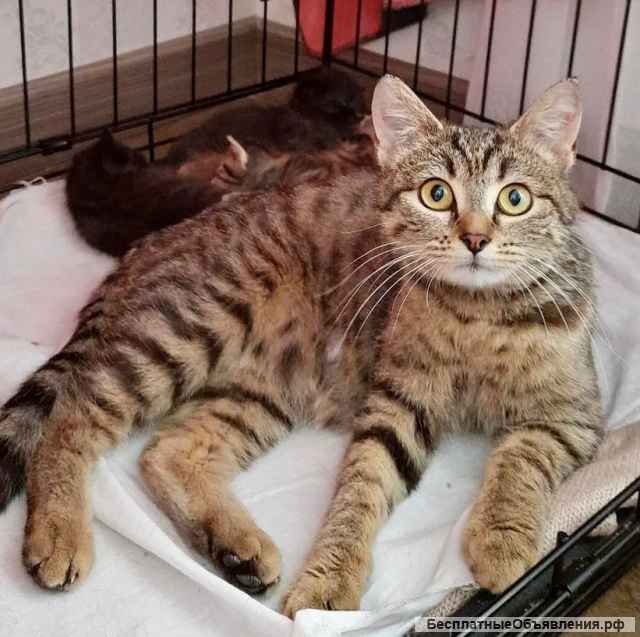 Красивая, миниатюрная кошка Вишня в добрые руки