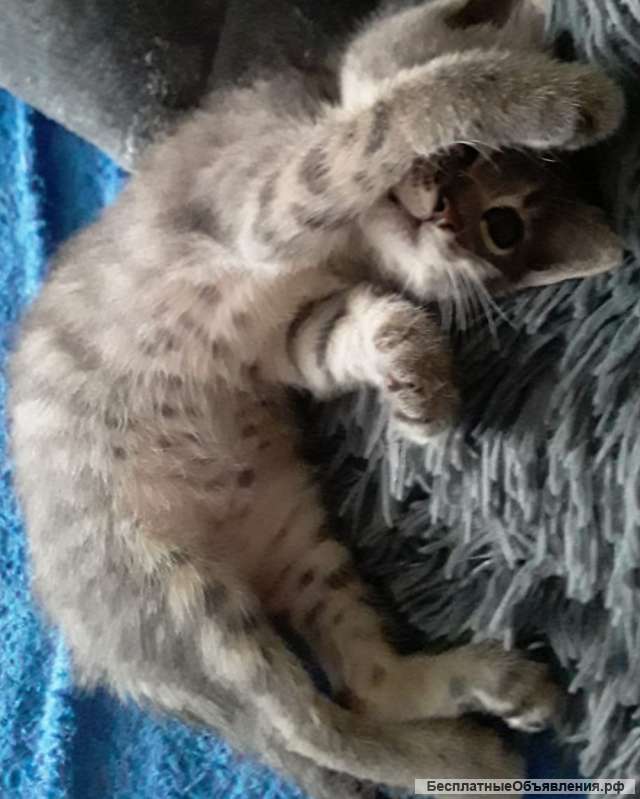 В добрые руки