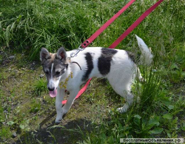 Щенки (девочки) лаечного типа