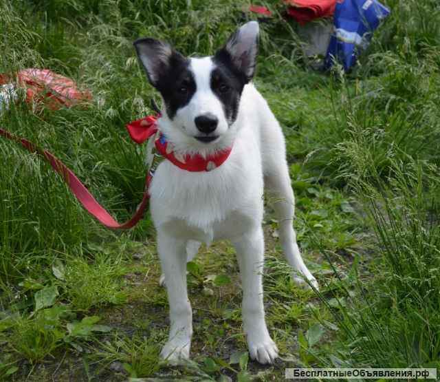 Щенки (девочки) лаечного типа