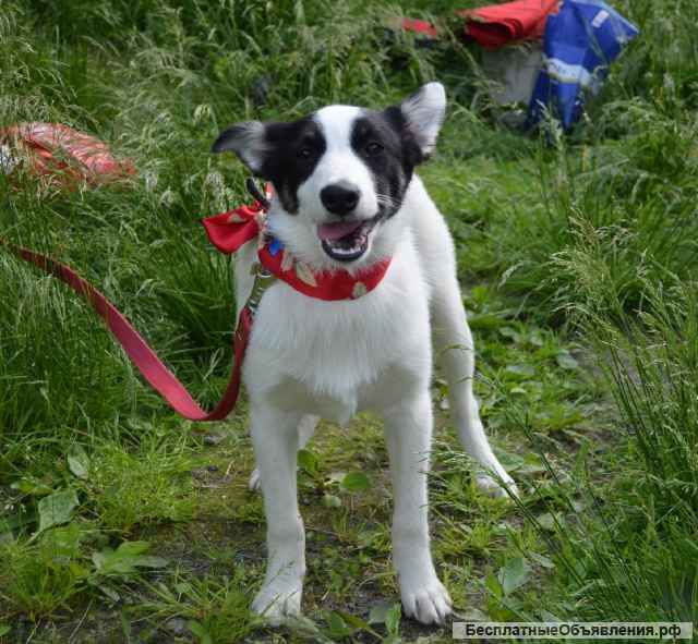 Щенки (девочки) лаечного типа