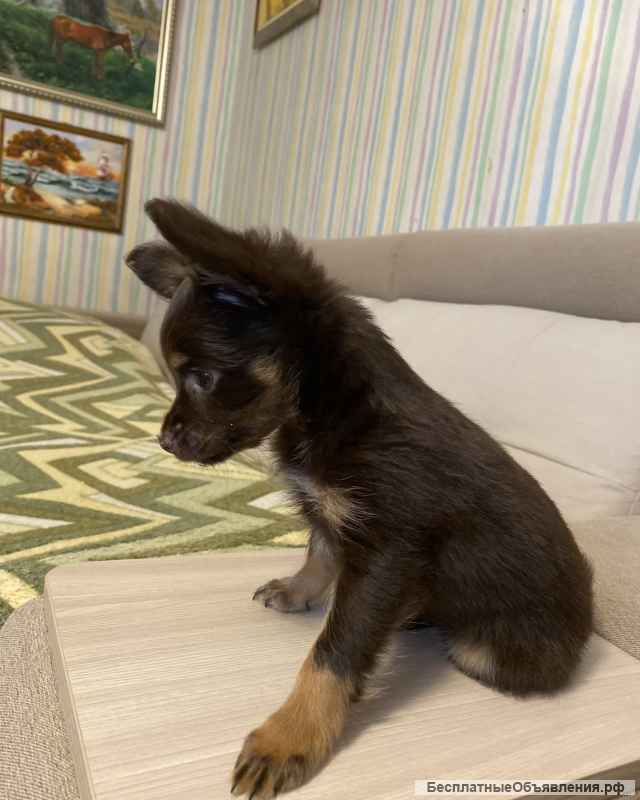 Щенки той-терьера. Длинношерстный, мини, РКФ.