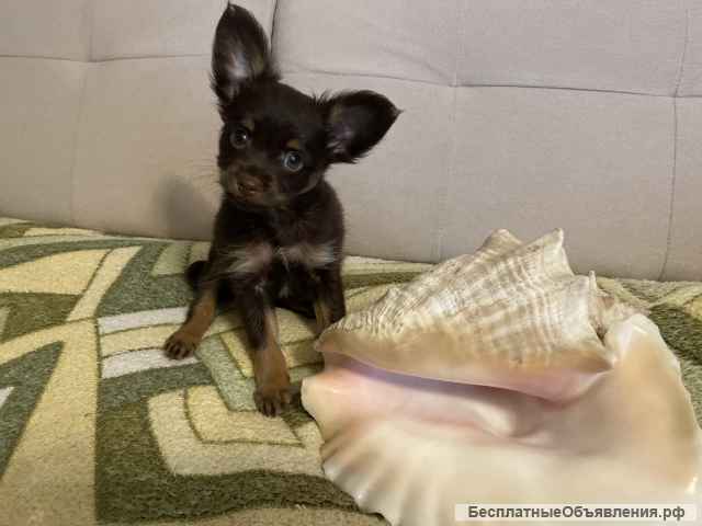 Щенки той-терьера. Длинношерстный, мини, РКФ.