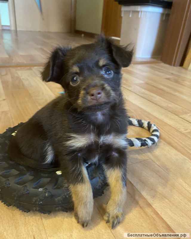 Щенки той-терьера. Длинношерстный, мини, РКФ.