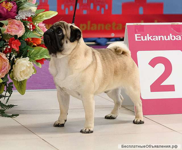 Хотите красивых мопсиков? , -тогда вам предлагается красавчик-Кобель