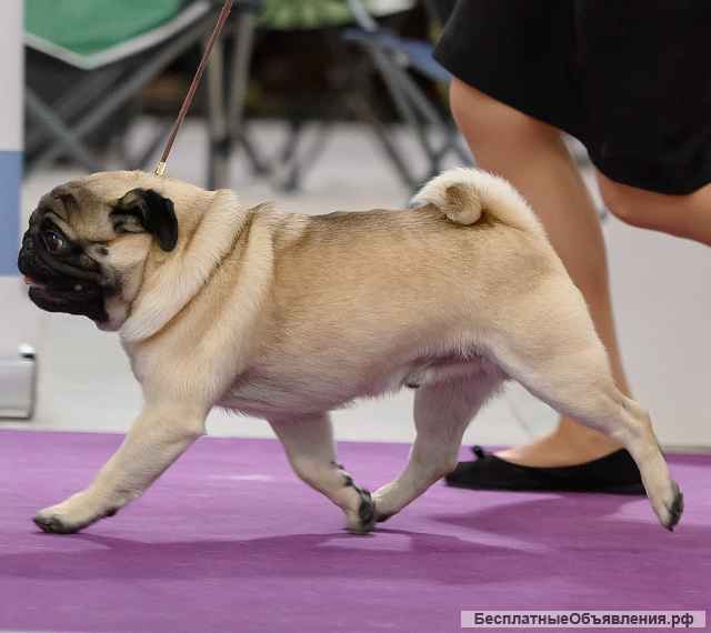 Хотите красивых мопсиков? , -тогда вам предлагается красавчик-Кобель