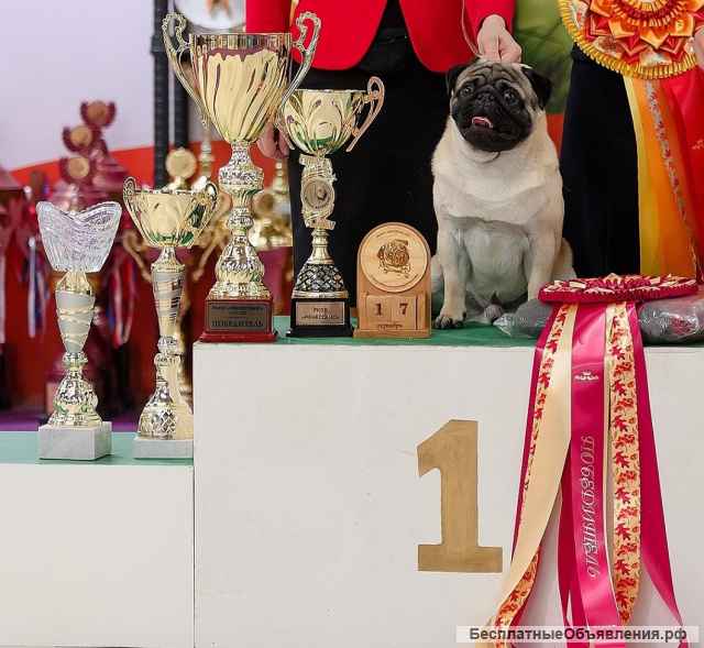 Хотите красивых мопсиков? , -тогда вам предлагается красавчик-Кобель