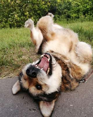 Супер пёс Прохор Прохорович в добрые руки