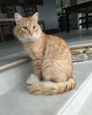 Замурчательный котик Сэм в добрые руки