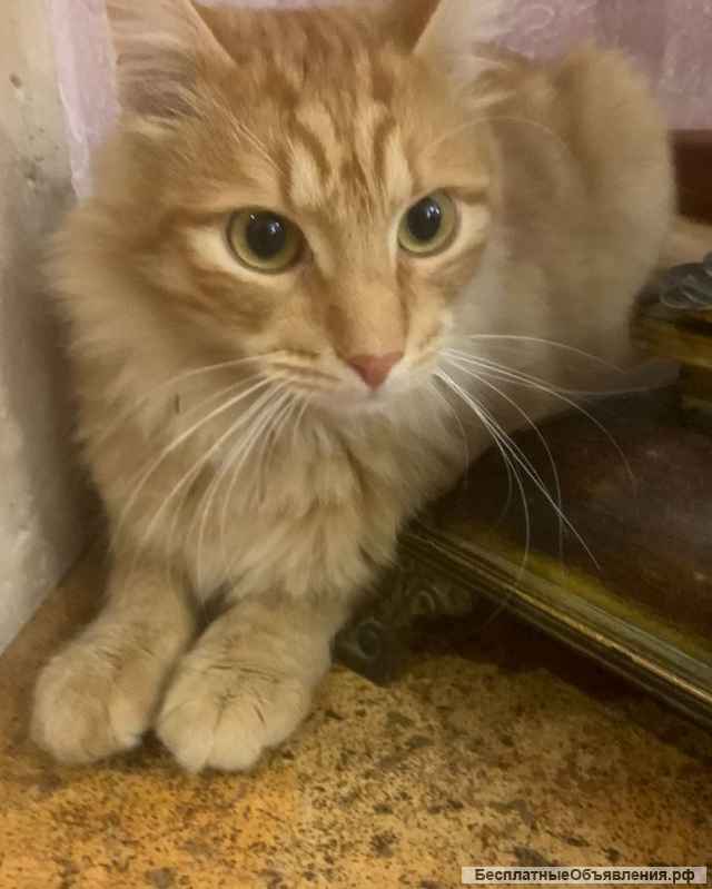 Замурчательный котик Сэм в добрые руки
