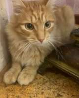 Замурчательный котик Сэм в добрые руки