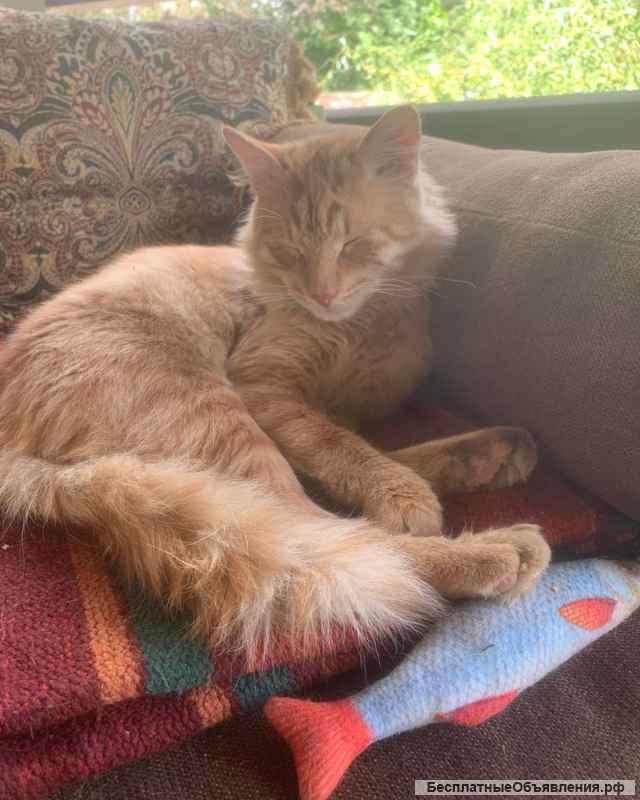 Замурчательный котик Сэм в добрые руки