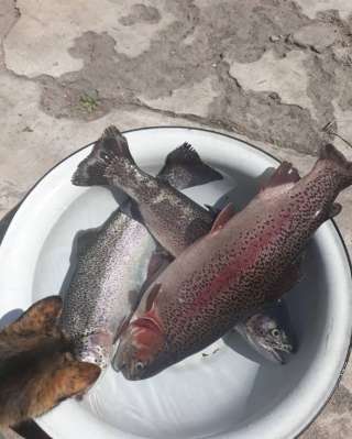 Живую рыбу Форель 0555352735