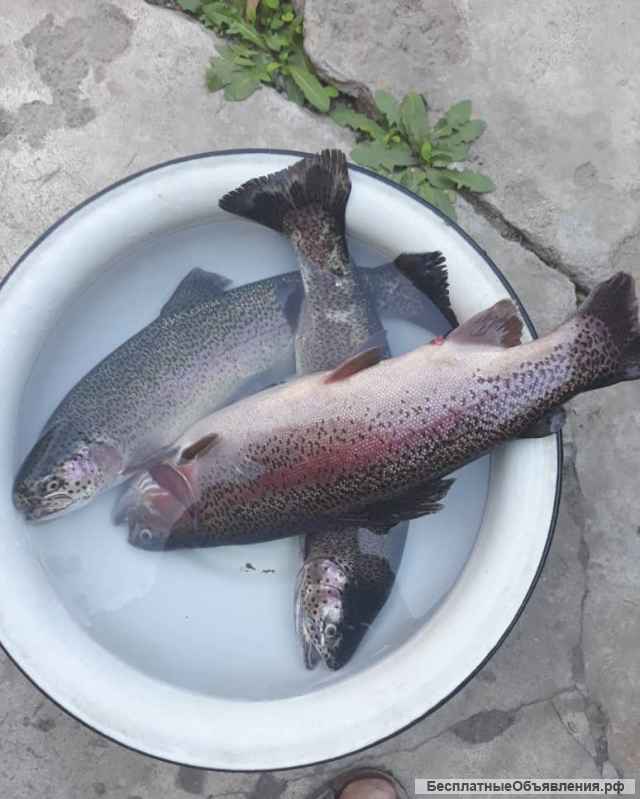 Живую рыбу Форель 0555352735
