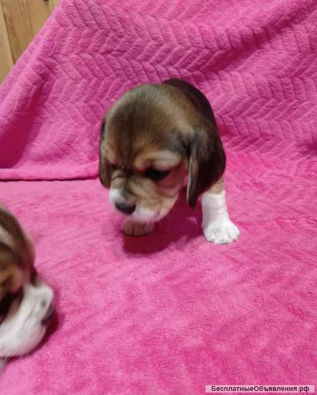 Щенки бигль