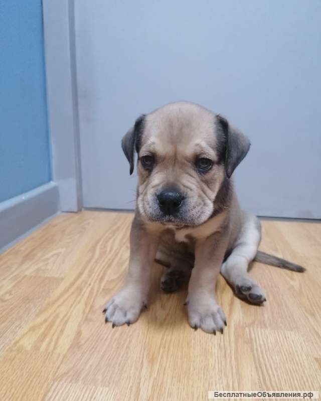 Ка де бо (открыта бронь на щенков)