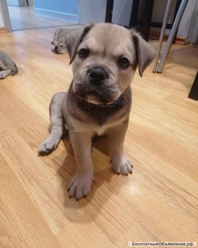 Ка де бо (открыта бронь на щенков)