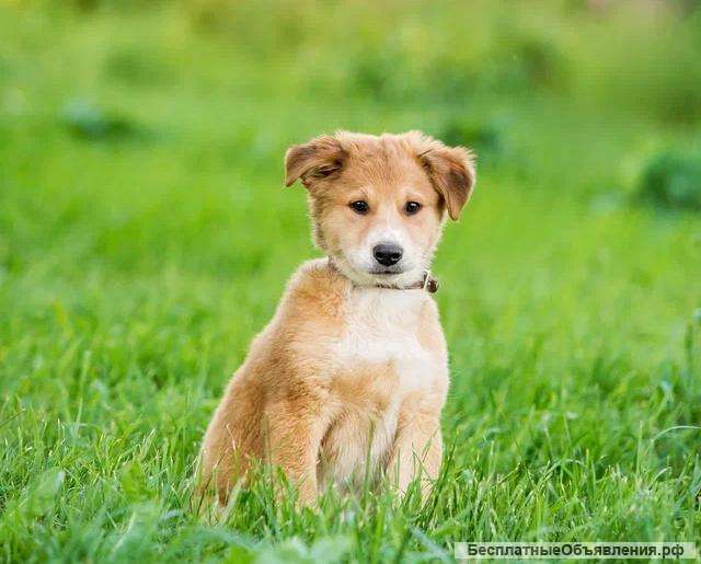 Рыжий красавец щенок-метис Лавр в добрые руки