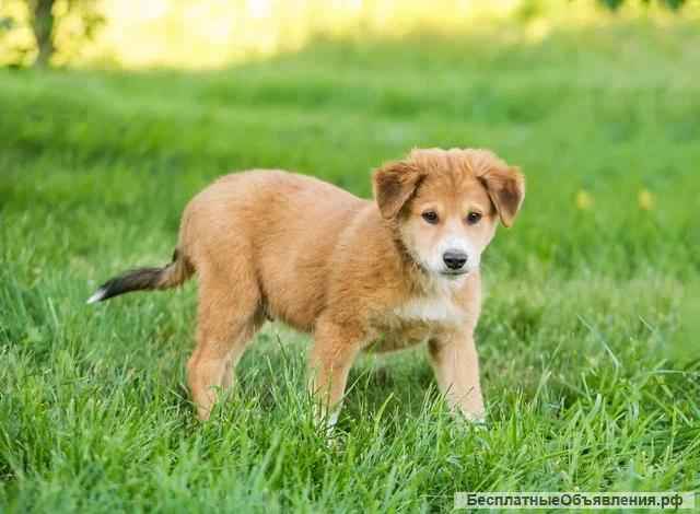 Рыжий красавец щенок-метис Лавр в добрые руки