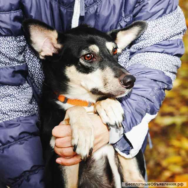 Найда ищет дом