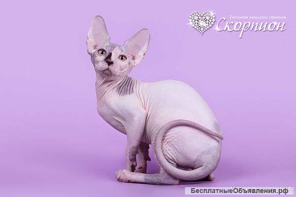 Ваш нежный ангел-канадский сфинкс