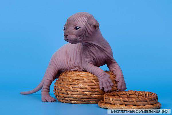 Ваш нежный ангел-канадский сфинкс