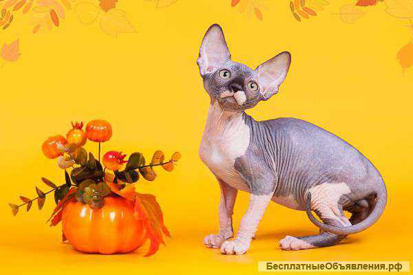 Ваш нежный ангел-канадский сфинкс