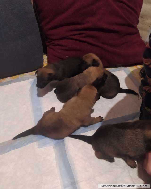 Щенки бельгийской овчарки Малинуа