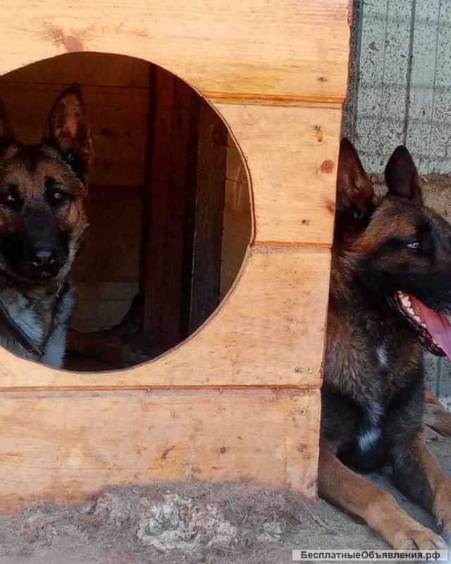 Щенки бельгийской овчарки Малинуа