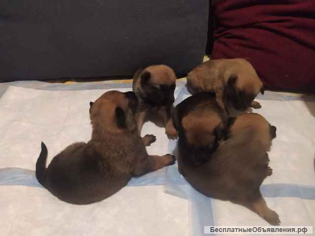 Щенки бельгийской овчарки Малинуа