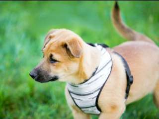 Рыжие щеночки-девочки в добрые руки