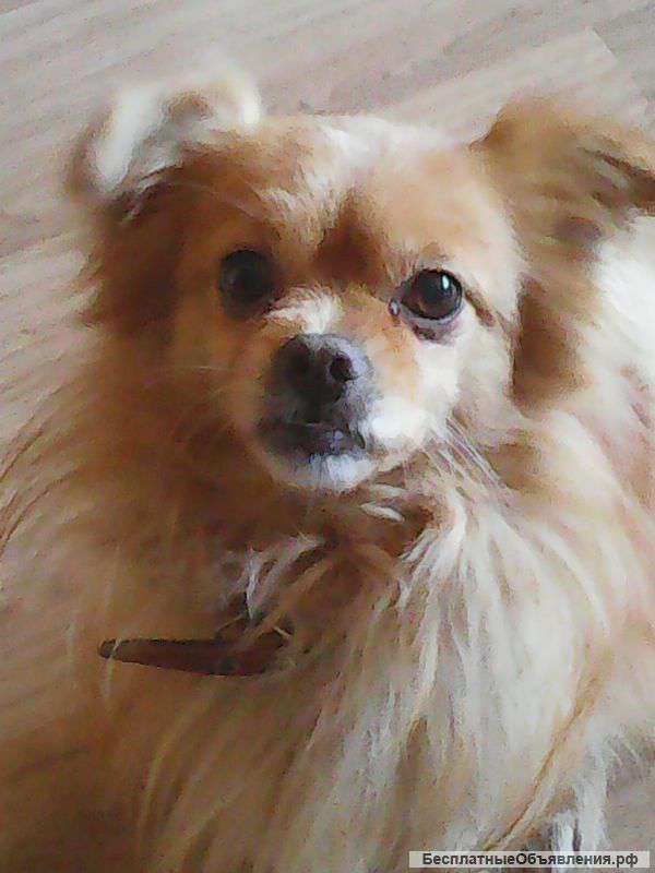 Отдам в хорошие руки