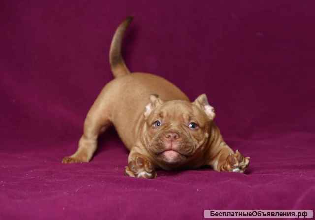 Щенки Американского булли (Экзоты)