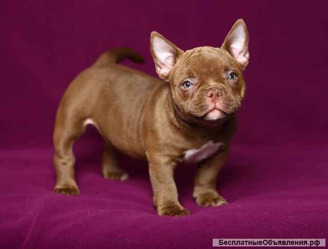 Щенки Американского булли (Экзоты)