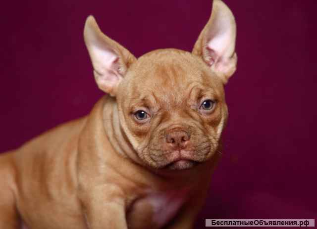 Щенки Американского булли (Экзоты)