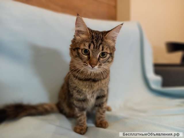 Красивая и добрая котенок Варечка в добрые руки