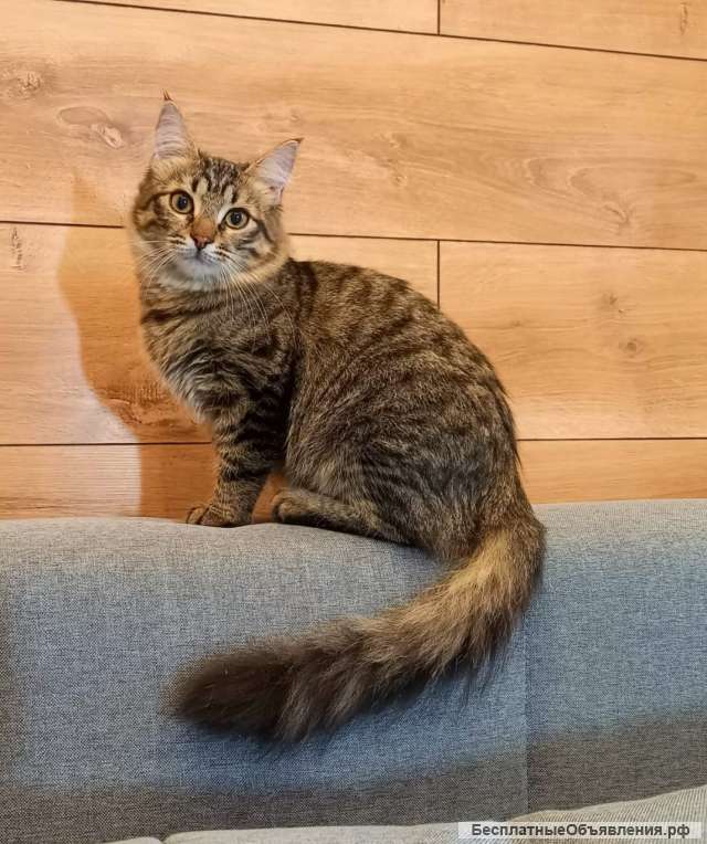 Красивая и добрая котенок Варечка в добрые руки