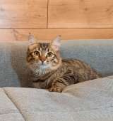 Красивая и добрая котенок Варечка в добрые руки