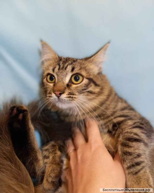 Красивая и добрая котенок Варечка в добрые руки