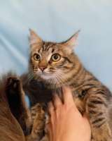 Красивая и добрая котенок Варечка в добрые руки