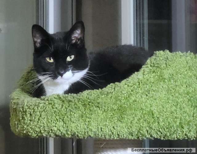 Добрая, замурчательная кошка Глаша в добрые руки