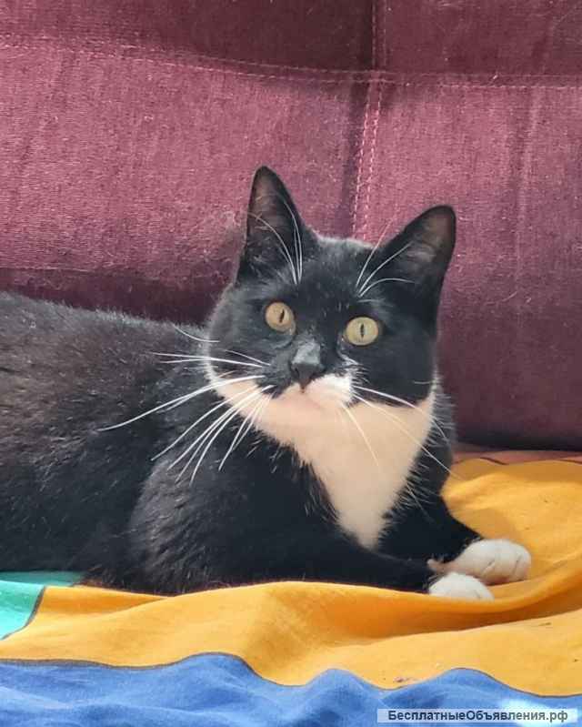 Добрая, замурчательная кошка Глаша в добрые руки