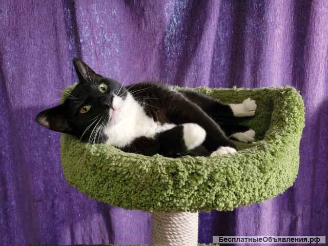 Добрая, замурчательная кошка Глаша в добрые руки