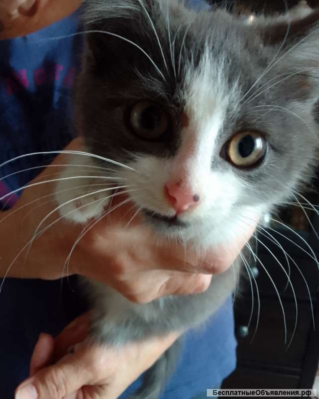 Котёнок Кузя