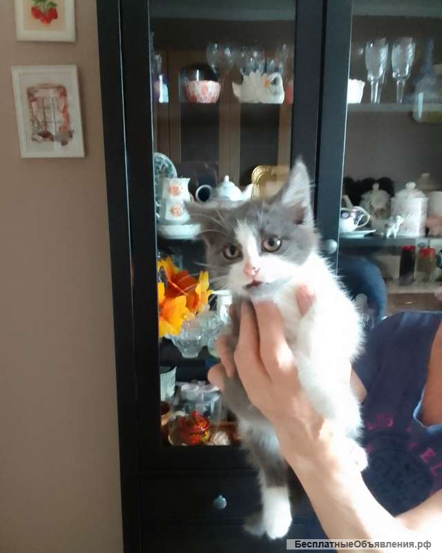 Котёнок Кузя