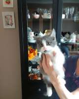 Котёнок Кузя