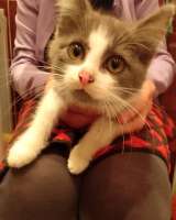 Котёнок Кузя