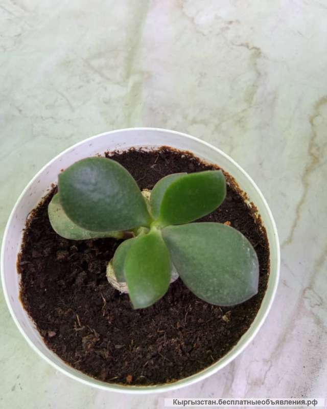 Рассаду комнатных цветов